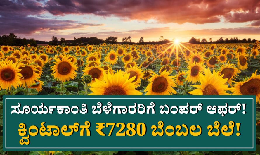 ರೈತ ಬಾಂಧವರೇ ಗಮನಿಸಿ! ಸೂರ್ಯಕಾಂತಿ ಮಾರಾಟಕ್ಕೆ ಇದು ಸುವರ್ಣಾವಕಾಶ! ಕ್ವಿಂಟಾಲ್‌ಗೆ ₹7280 ಬೆಂಬಲ ಬೆಲೆ!